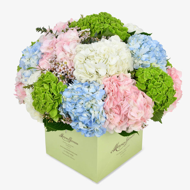 Heavenly Hydrangea luxury flower bouquet by Moyses Stevens UAE featuring a lush harmony of hydrangeas in soft pink, blue, white, and green.