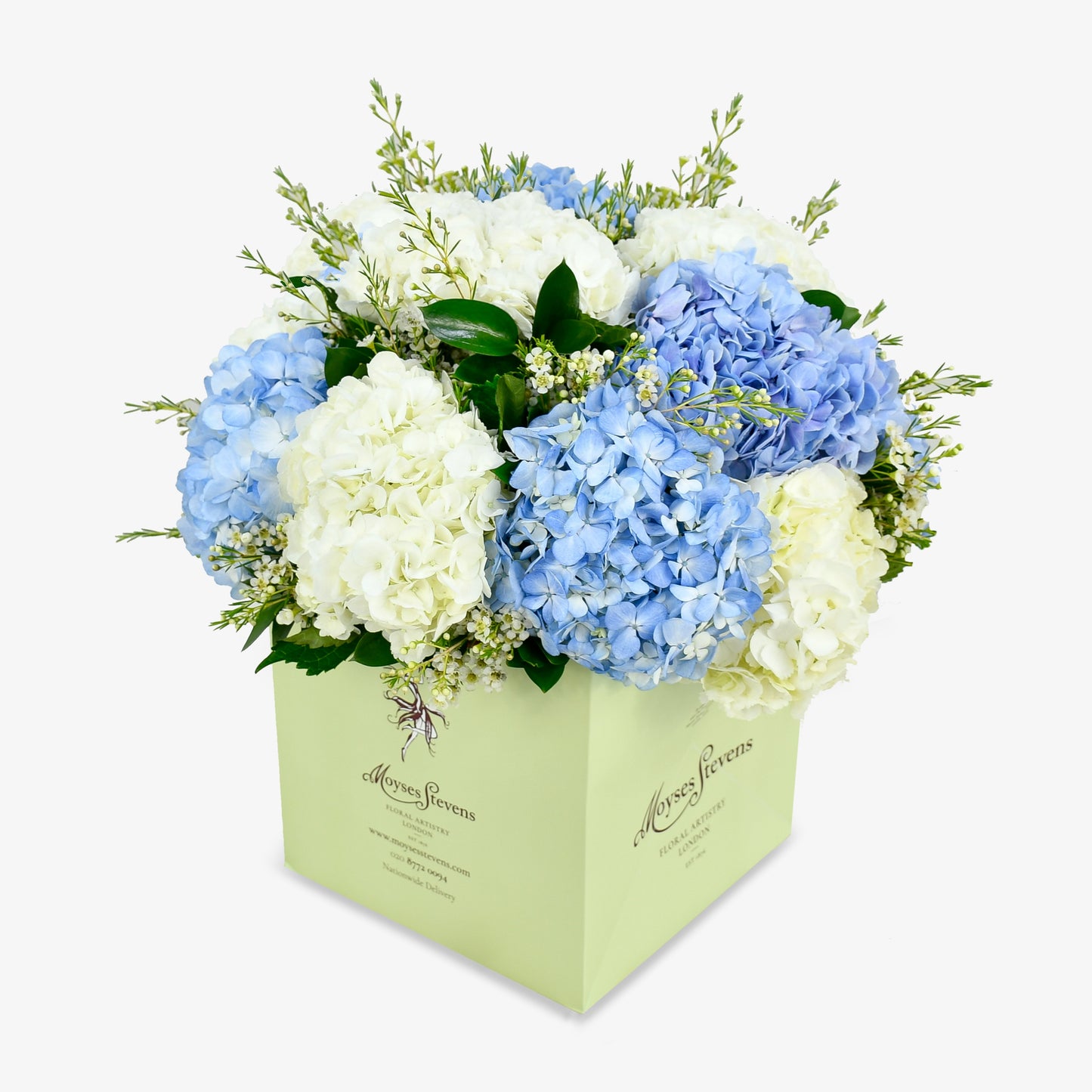 Hydrangea Delight