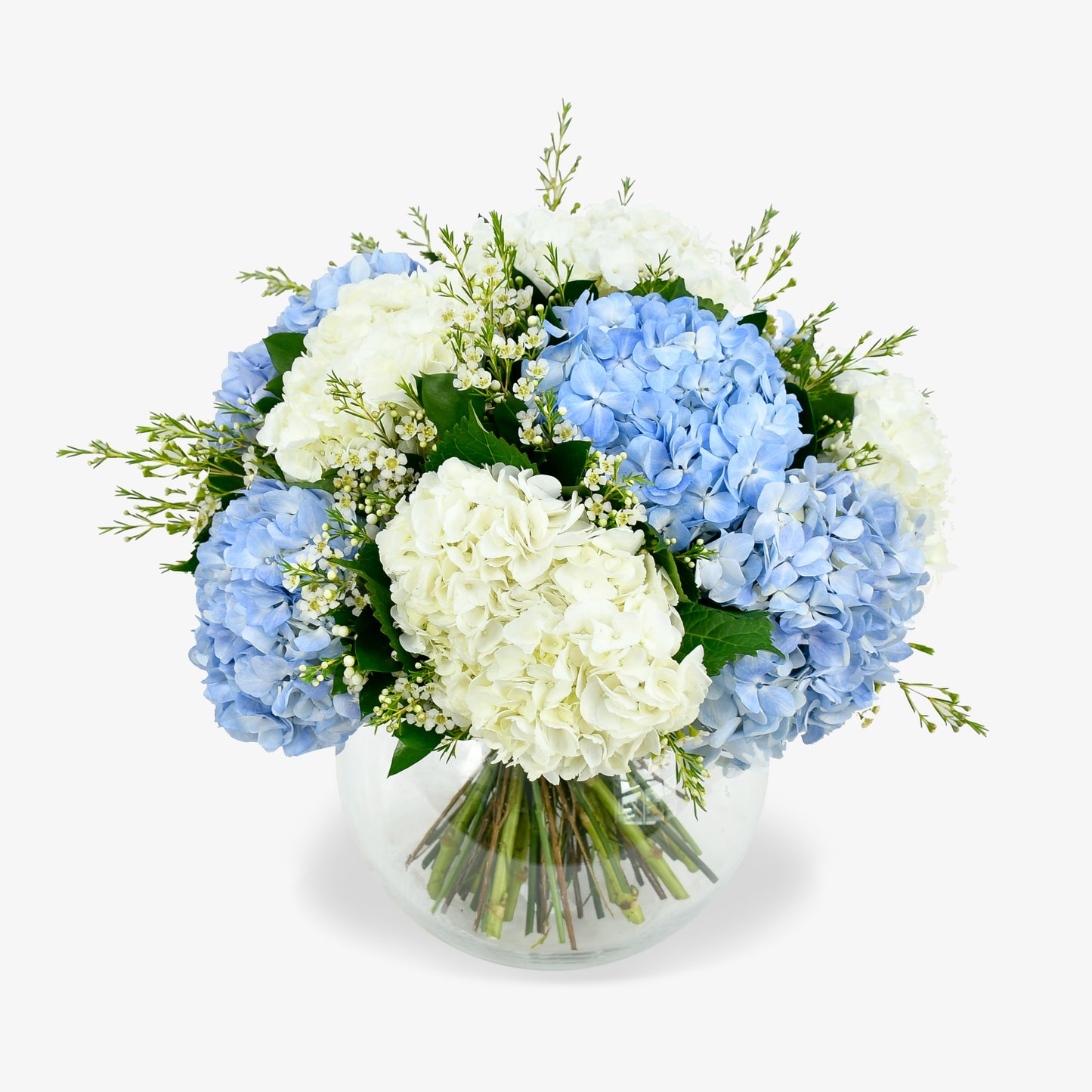 Hydrangea Delight