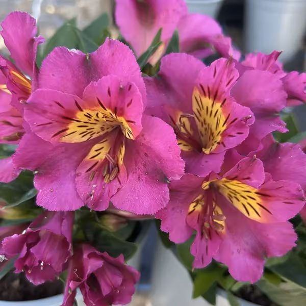 Alstroemeria