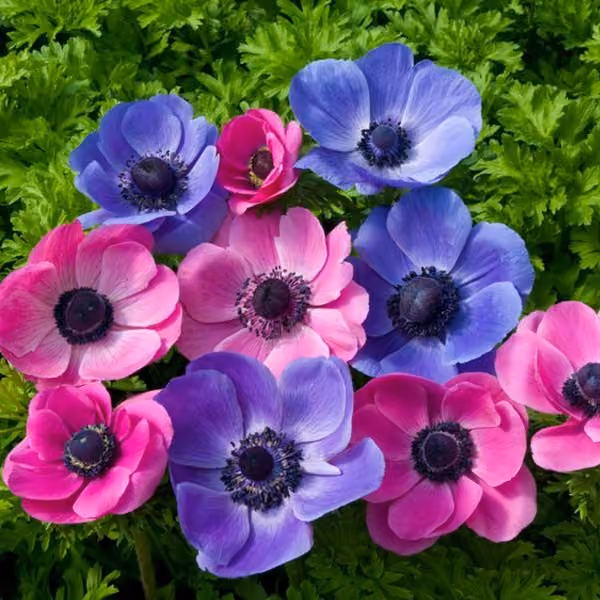 Anemone