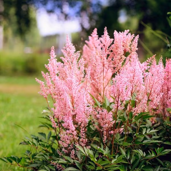 Astilbe
