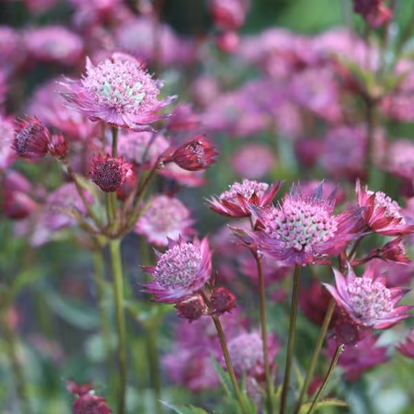 Astrantia