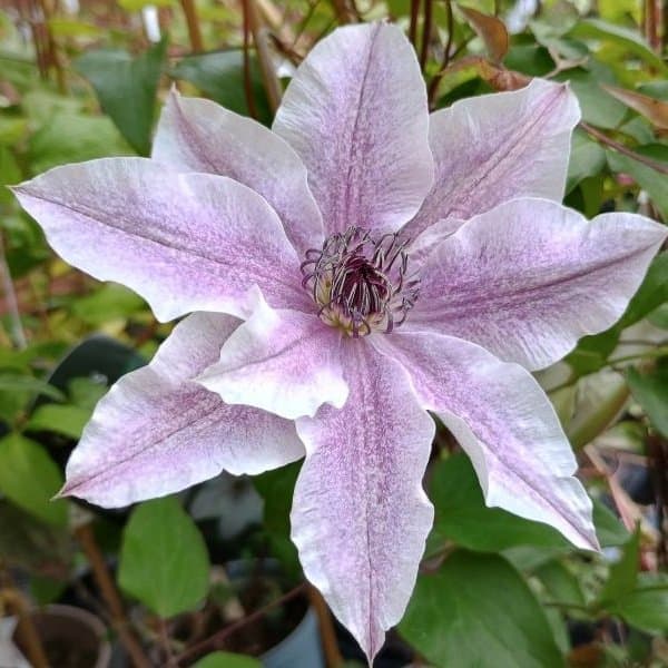 Clematis