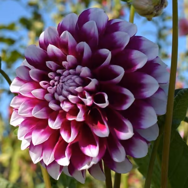 Dahlia
