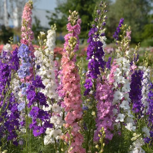 Delphinium