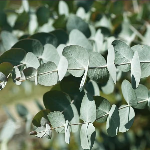 Eucalyptus