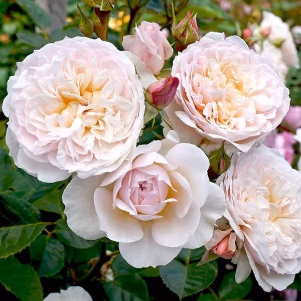 Garden rose
