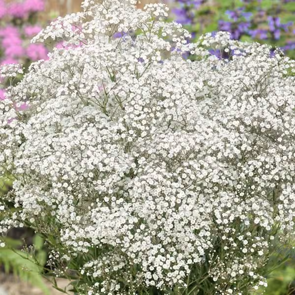 Gypsophila