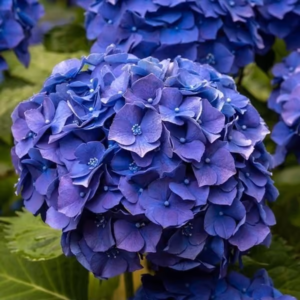 Hydrangea