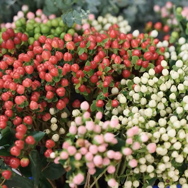 Hypericum