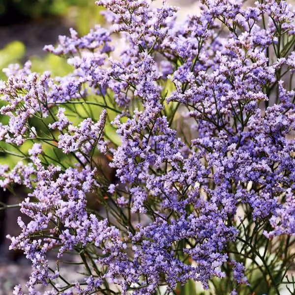 Limonium