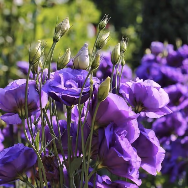 Lisianthus