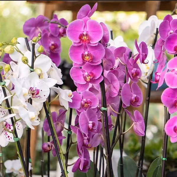 Orchids