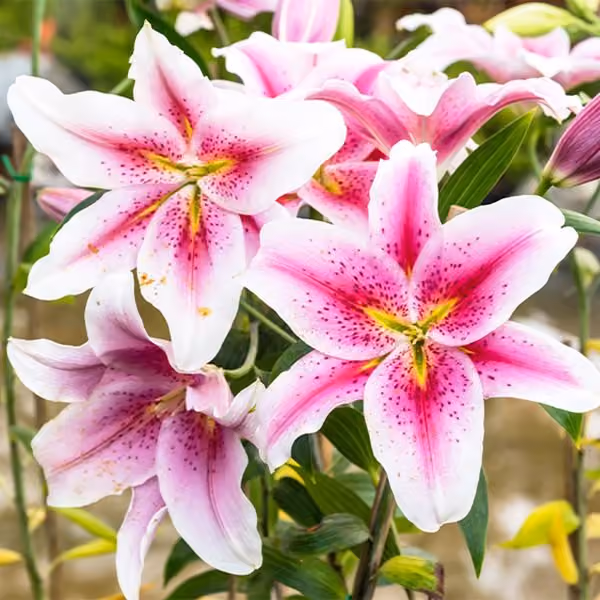 Oriental lily