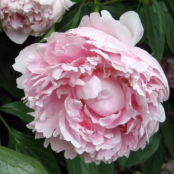Peony