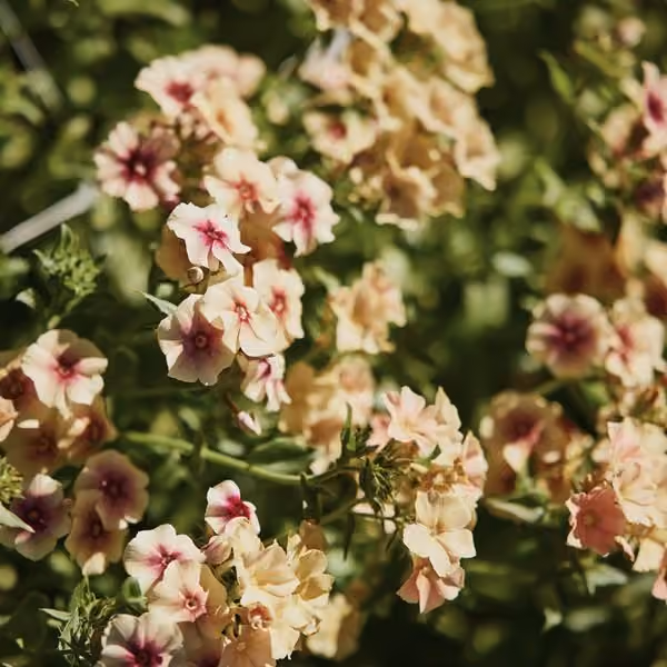 Phlox