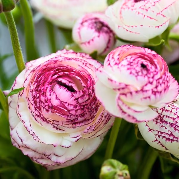 Ranunculus
