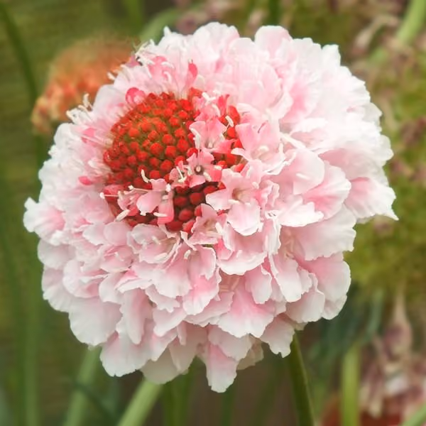 Scabiosa