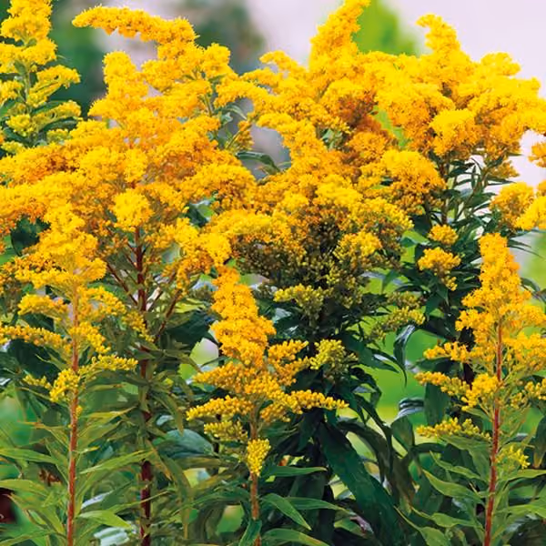 Solidago