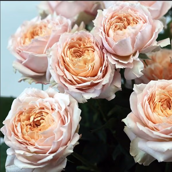 Spray roses