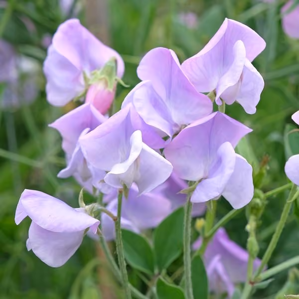 Sweet pea