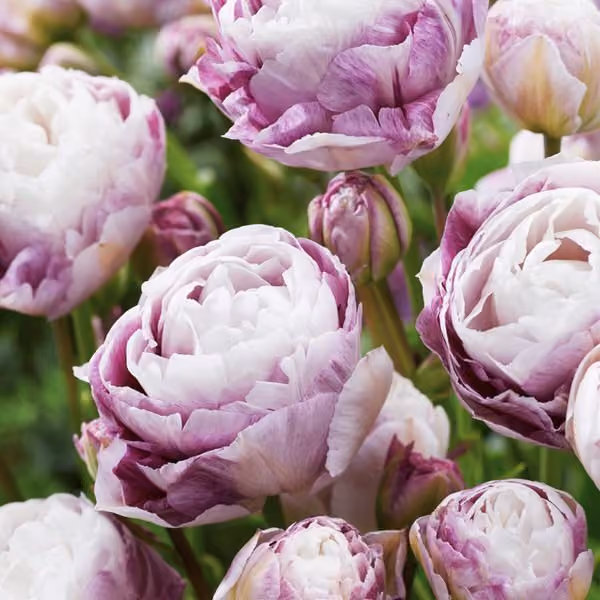 Tulip