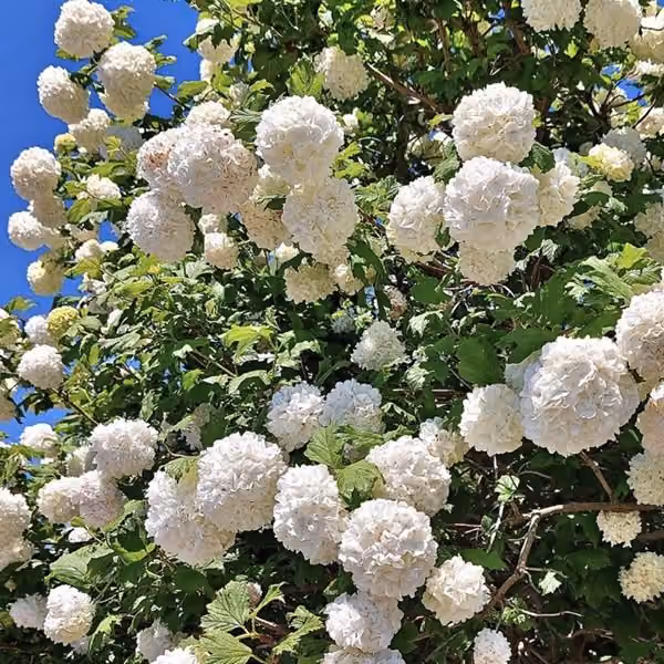Viburnum