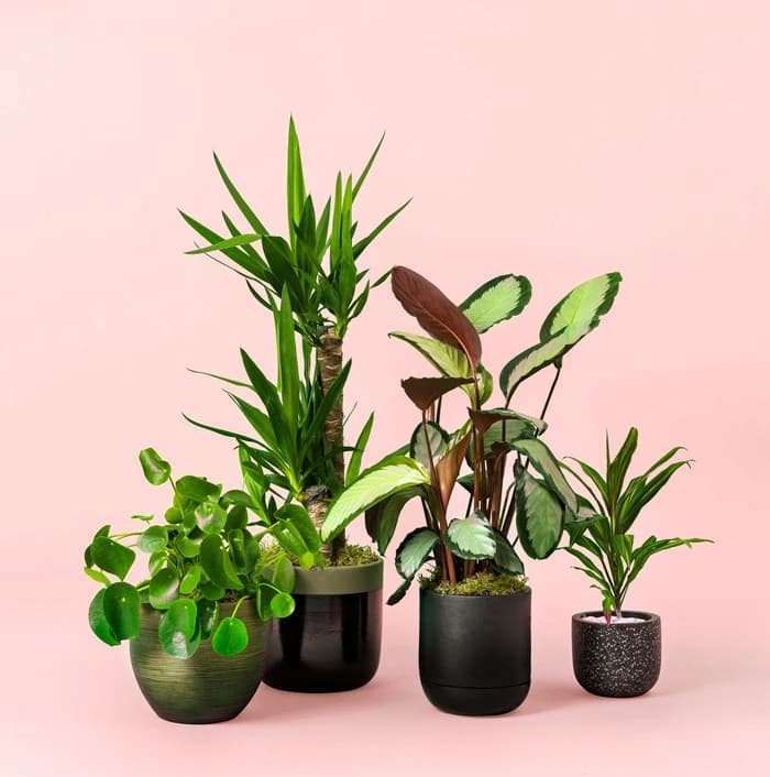 Indoor plants in ceramic pots by Moyses Stevens