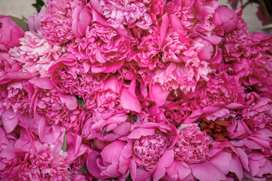 The Language of Elegance: The Symbolism of Peonies and Peony Colours