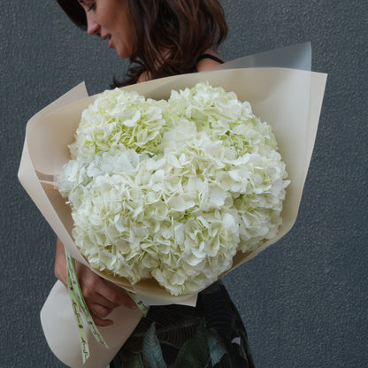 Hydrangea