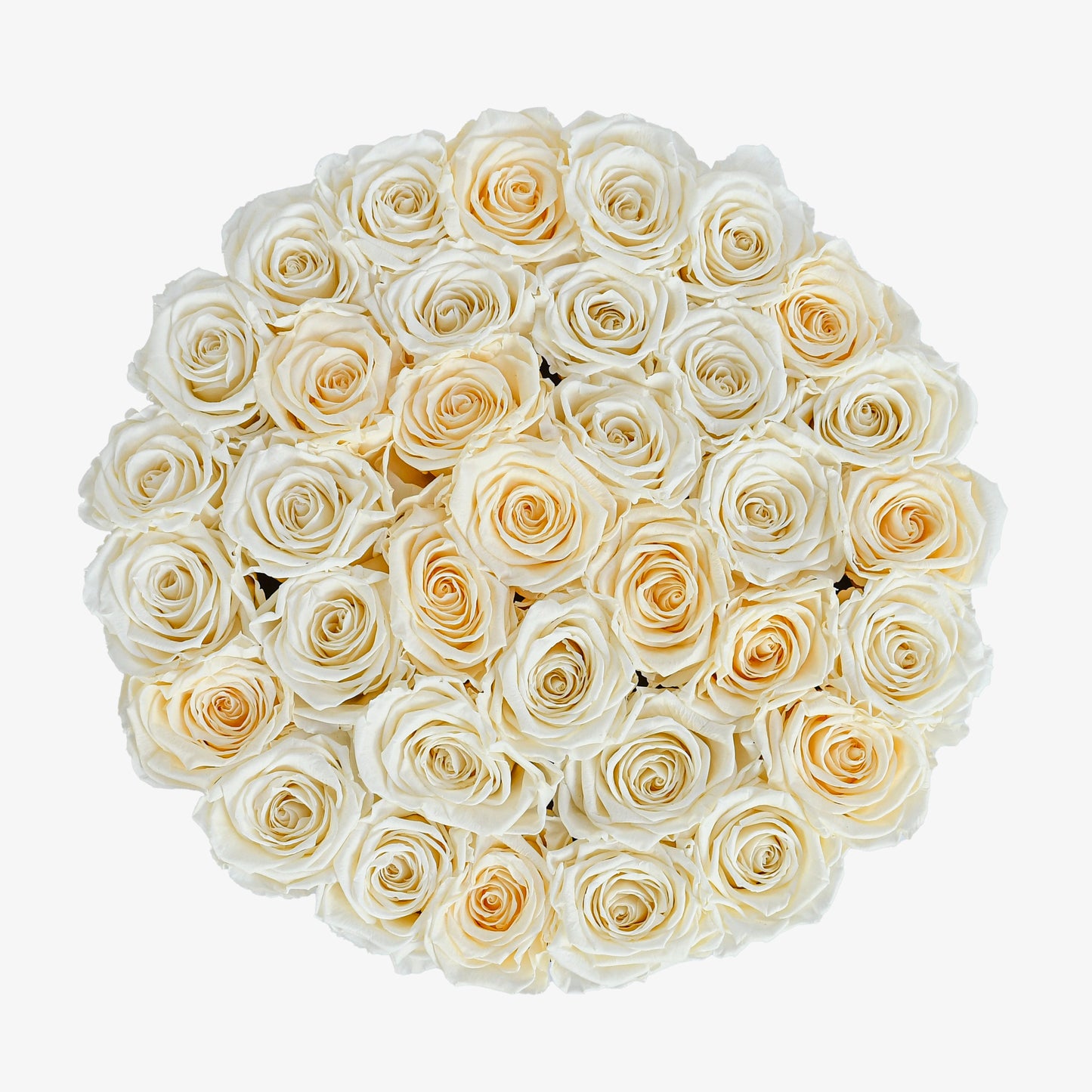Preserved Cream Roses Hatbox
