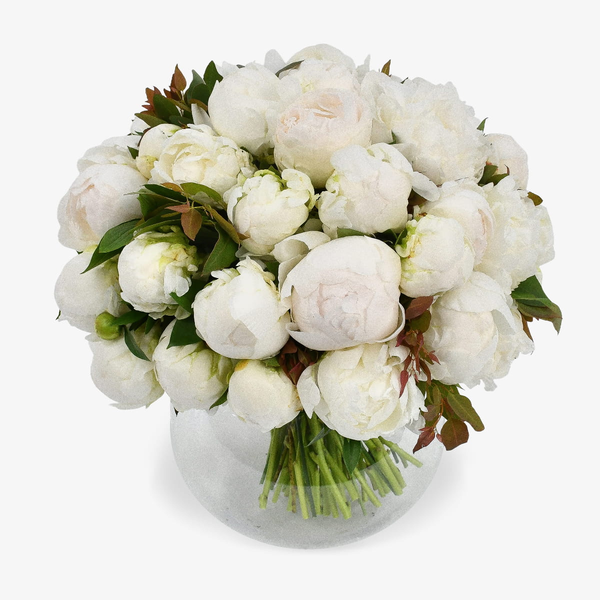 White Peonies luxury flower bouquet by Moyses Stevens UAE featuring luxury white peonies with lush green foliage. 