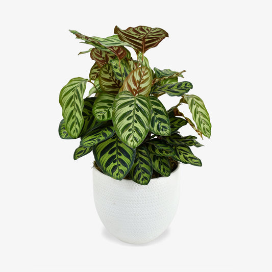 Calathea Makoyana