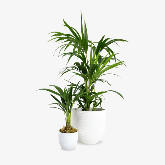 Kentia Palm (Set Of 2)