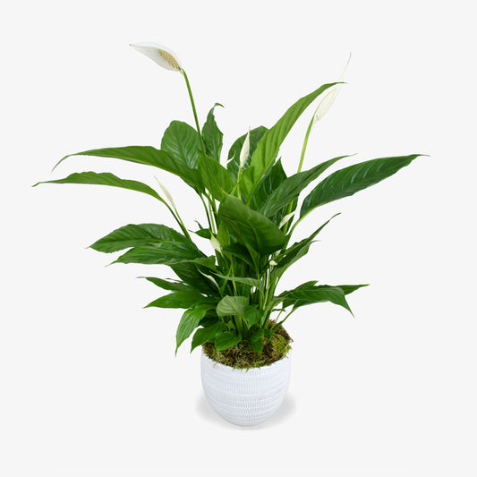 Peace Lily
