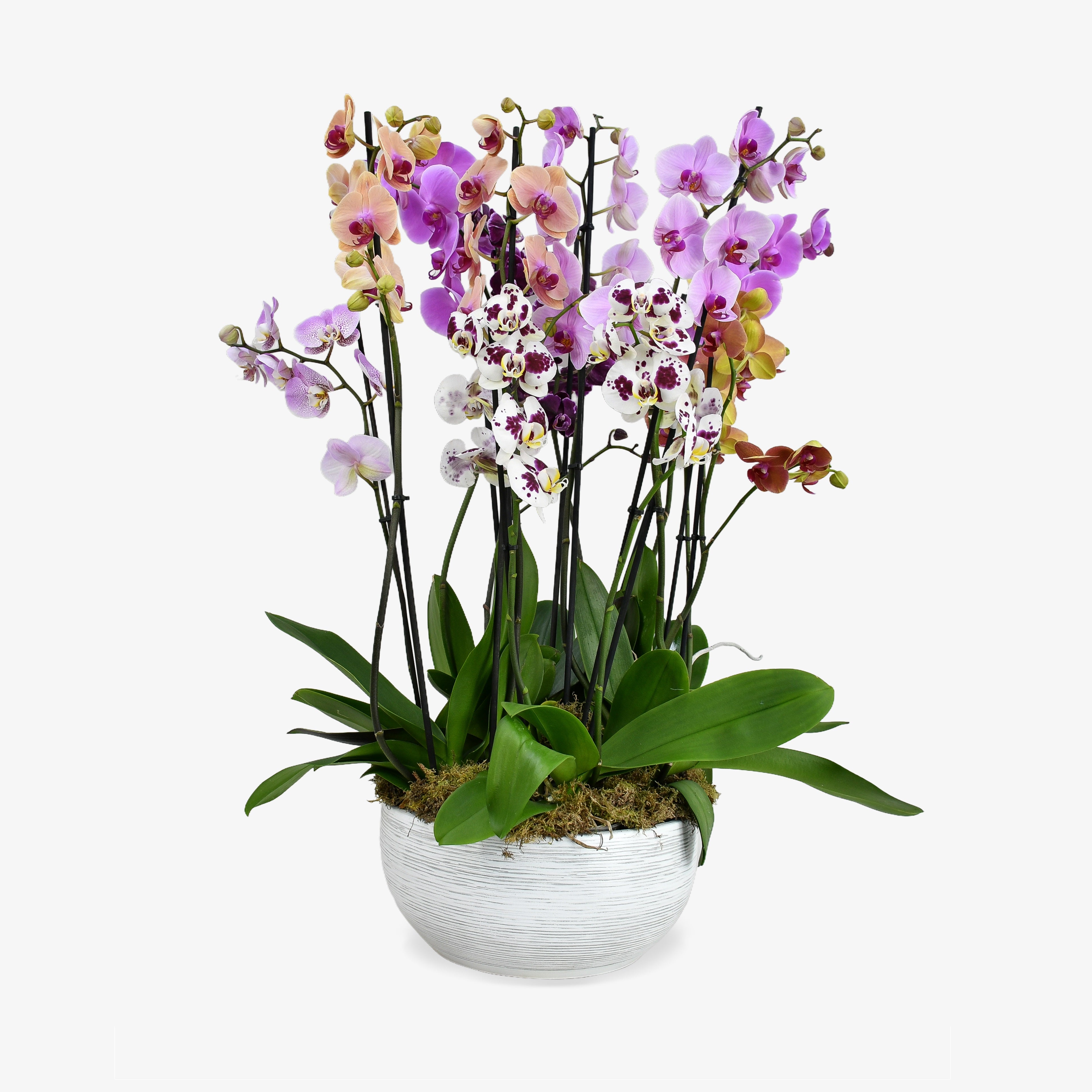 Surprise Me Orchids