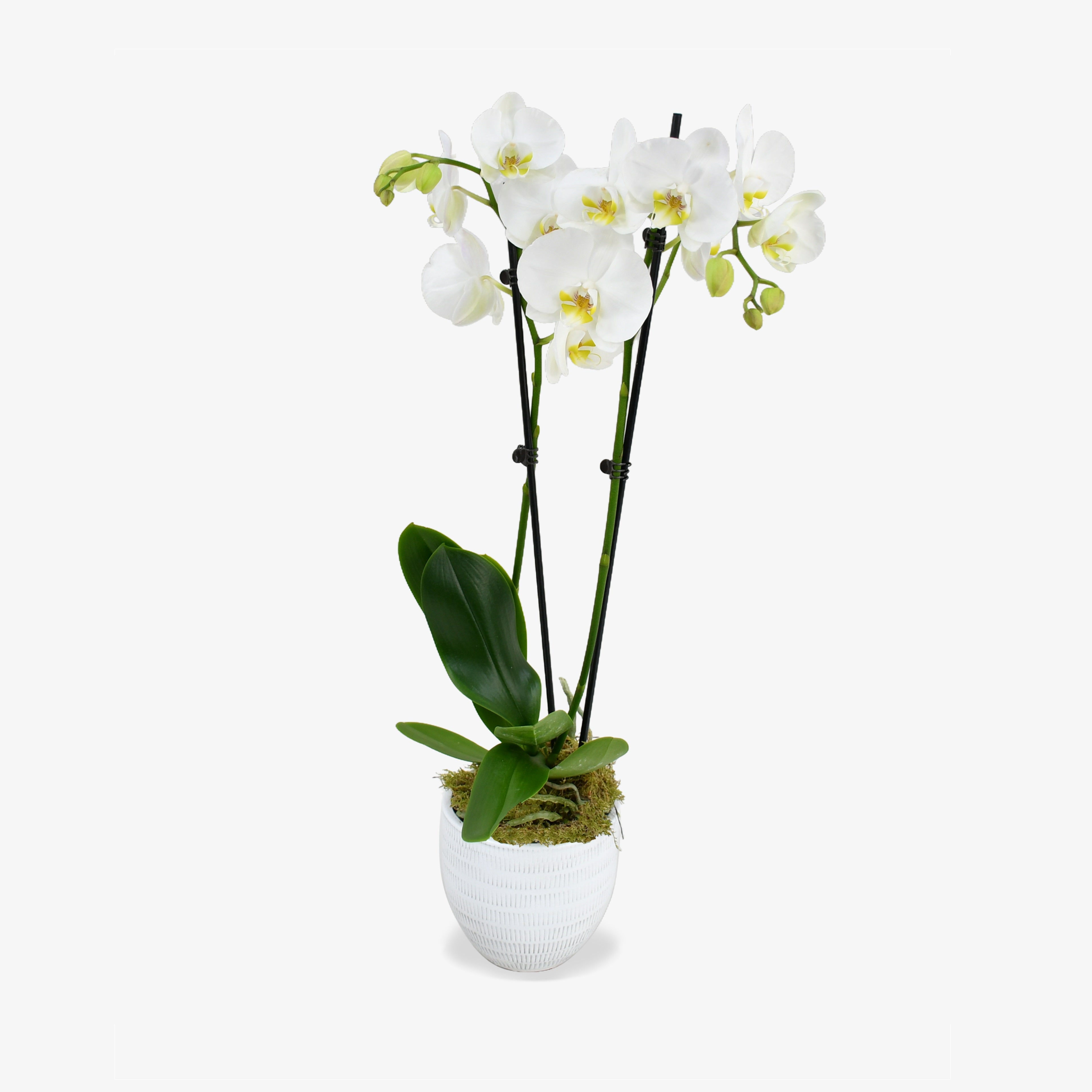 White Orchid