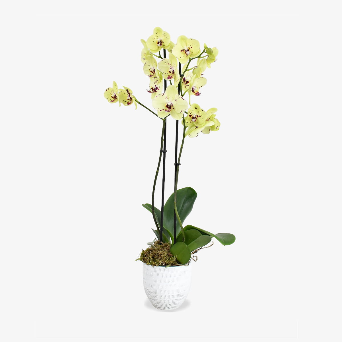 Yellow Orchid